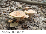 Говорушка ворончатая (лат. Clitocybe gibba) Стоковое фото, фотограф Алексей Букреев / Фотобанк Лори