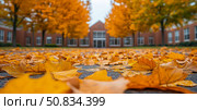 Golden Cascade: A carpet of leaves heralds autumn's embrace before an institutional architecture, evoking nostalgia. Стоковое AI-изображение, AI-художник Данила Большаков / Фотобанк Лори