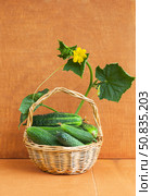 Summer rural still life with a wicker basket with freshly picked cucumbers on a wooden table in the kitchen garden on a summer day. Harvest of organic vitamin low-calorie vegetables. Стоковое фото, фотограф Виктория Катьянова / Фотобанк Лори