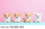 Four Corgi Pups on Pastel for Pet Adoption Posters. Стоковое AI-изображение, AI-художник Данила Большаков / Фотобанк Лори