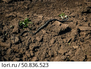 Уж. Неядовитая змея. Дикие животные. Стоковое фото, фотограф Зинаида Никитенко / Фотобанк Лори