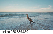 Cormorant perching on rocky shoreline, silhouetted against vibrant sunset over black sea coastal landscape in crimea. Стоковое видео, видеограф Mikhail Davidovich / Фотобанк Лори
