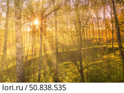 Sunrise or sunset in a spring birch grove with young green foliage and grass. Sun rays breaking through the birches. Стоковое фото, фотограф Емельянов Евгений Викторович / Фотобанк Лори