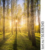 Sunrise or sunset in a spring birch grove with young green foliage and grass. Sun rays breaking through the birches. Стоковое фото, фотограф Емельянов Евгений Викторович / Фотобанк Лори