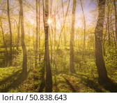 Sunrise or sunset in a spring birch forest with rays of sun shining through tree trunks by shadows and young green grass. Стоковое фото, фотограф Емельянов Евгений Викторович / Фотобанк Лори