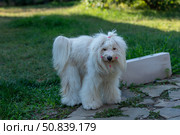 Dog Grooming Pets Outdoor Groomed white dog stands on a patio during the day after beauty grooming. Стоковое фото, фотограф svetograph / Фотобанк Лори
