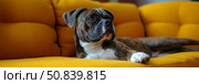 Brindle Boxer's Leisure: A Relaxed Canine Companion on a Sunny Yellow Sofa, Pet Portrait for Home Decor. Стоковое AI-изображение, AI-художник Данила Большаков / Фотобанк Лори