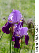 Delicate, garden iris (Iridaceae) growing in a flower bed. Стоковое фото, фотограф Татьяна Ляпи / Фотобанк Лори