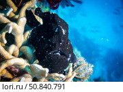 Black giant frogfish (Antennarius commerson) stock photo. Стоковое фото, фотограф Никита Костылев / Фотобанк Лори