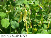 Pea golden sweet pods and purple flowers. Стоковое фото, фотограф Photolart / Фотобанк Лори