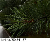 Кедр после дождя. Стоковое фото, фотограф Дарья Маркина / Фотобанк Лори