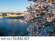 Budapest, Hungary - March 18, 2025: View of blossoming almond tree branches with the Danube River, Elizabeth Bridge. Стоковое фото, фотограф Софья Соломонова / Фотобанк Лори