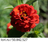 Цинния сорта «Scarlet Flame» – огненно-алый садовый шедевр. Стоковое фото, фотограф Ильшат Абдуллин / Фотобанк Лори