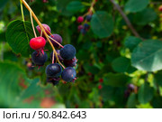 Green twig of irga with ripe blue berries close-up, Amelanchier rotundifolia. Стоковое фото, фотограф Anastasia Kayander / Фотобанк Лори