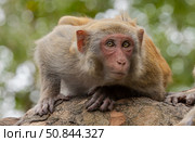 Macaques in nature. Macaques constitute a genus (Macaca) of gregarious monkeys. Стоковое фото, фотограф Андрей Армягов / Фотобанк Лори