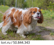 Cavalier King Charles Spaniel dog on a walk in the summer park. Стоковое фото, фотограф Андрей Армягов / Фотобанк Лори
