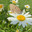 Vertical close-up video of a brown marigold or Satyrinae butterfly with dark spots on its wings (lat. Satyridae), swinging on a chamomile flower on a sunny summer day. Beautiful summer landscape. Стоковое видео, видеограф Виктория Катьянова / Фотобанк Лори