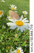 Vertical close-up video of a brown marigold or Satyrinae butterfly with dark spots on its wings (lat. Satyridae), swinging on a chamomile flower on a sunny summer day. Beautiful summer landscape. Стоковое видео, видеограф Виктория Катьянова / Фотобанк Лори