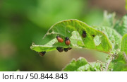 Colorado potato beetle maggots eats potato leaves. Potato bug larvae feeding on leaves of organic potato plants. Pest invasion, insects on eaten damaged leaves close-up. Стоковое видео, видеограф Мария Зубарева / Фотобанк Лори