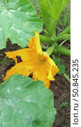 Close-up of a zucchini bush with a bright yellow flower and developing fruit. Growing zucchini in the garden. Стоковое видео, видеограф Коханова Наталья / Фотобанк Лори