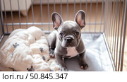 Cute French Bulldog puppy resting in crate with cozy blanket. Стоковое AI-изображение, AI-художник Катерина Бондарец / Фотобанк Лори