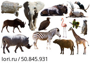 Collage with African mammals and birds. Стоковое фото, фотограф Яков Филимонов / Фотобанк Лори