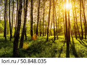 Sunrise or sunset in a spring birch forest with rays of sun shining through tree trunks by shadows and young green grass. Стоковое фото, фотограф Емельянов Евгений Викторович / Фотобанк Лори