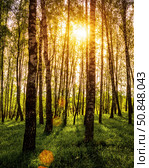 Sunrise or sunset in a spring birch forest with rays of sun shining through tree trunks by shadows and young green grass. Стоковое фото, фотограф Емельянов Евгений Викторович / Фотобанк Лори