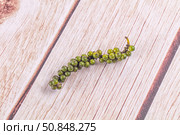 Ripe green pepper corn branch. Стоковое фото, фотограф Андрей Старостин / Фотобанк Лори