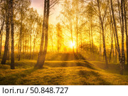 Sunrise or sunset in a spring birch forest with rays of sun shining through tree trunks by shadows and young green grass. Стоковое фото, фотограф Емельянов Евгений Викторович / Фотобанк Лори