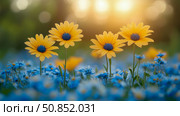 Floral Meadow Harmony: A bright display of yellow daisies standing tall in a field of blue forget-me-nots, sun-drenched, for web use. Стоковое фото, фотограф Данила Большаков / Фотобанк Лори