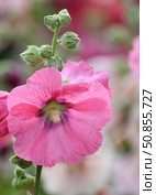 The Beautiful pink stockrose close up. Стоковое фото, фотограф Володина Ольга / Фотобанк Лори