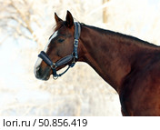 Dressage saddle horse in winter stud farm background. Спортивная верховая лошадь в паддоке на территории зимней фермы. Стоковое фото, фотограф Михаил Кондрашов / Фотобанк Лори