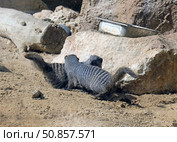 Two banded mongoose (lat.- Mungos mungo) Стоковое фото, фотограф Irina Opachevsky / Фотобанк Лори
