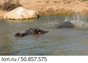 Hippopotamus or hippo (lat.- Hippopуtamus amphнbius) Стоковое фото, фотограф Irina Opachevsky / Фотобанк Лори