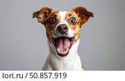 Happy excited dog with open mouth and big eyes capturing pure joy, loyal companionship, pet love and human-animal bond moments. Стоковое AI-изображение, AI-художник Igor Tichonow / Фотобанк Лори