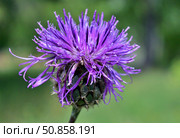 Flower burdock field. Стоковое фото, фотограф Александр Карпенко / Фотобанк Лори