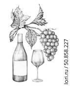 Composition of a bottle of wine, a glass and a bunch of grapes. Hand drawn with a pencil without a background. Стоковая иллюстрация, иллюстратор Екатерина Тимонова / Фотобанк Лори