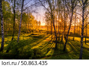Sunrise or sunset in a spring birch forest with rays of sun. Стоковое фото, фотограф Емельянов Евгений Викторович / Фотобанк Лори