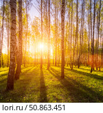 Sunrise or sunset in a spring birch forest with rays of sun. Стоковое фото, фотограф Емельянов Евгений Викторович / Фотобанк Лори