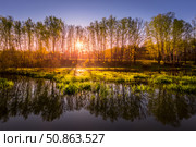 Dawn or sunset on a pond with young green reeds, birches on the neighboring shore. Стоковое фото, фотограф Емельянов Евгений Викторович / Фотобанк Лори