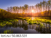 Dawn or sunset on a pond with young green reeds, birches on the neighboring shore. Стоковое фото, фотограф Емельянов Евгений Викторович / Фотобанк Лори
