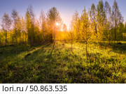 Sunrise or sunset in a spring birch forest with rays of sun. Стоковое фото, фотограф Емельянов Евгений Викторович / Фотобанк Лори