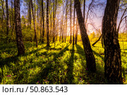 Sunrise or sunset in a spring birch forest with rays of sun. Стоковое фото, фотограф Емельянов Евгений Викторович / Фотобанк Лори