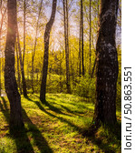 Sunrise or sunset in a spring birch forest with rays of sun. Стоковое фото, фотограф Емельянов Евгений Викторович / Фотобанк Лори