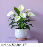 Vibrant peace lily in a speckled ceramic pot, its elegant white flowers contrasting against a backdrop of a lavender wall, creating a tranquil and inviting atmosphere. Стоковое AI-изображение, AI-художник Iva Noel / Фотобанк Лори
