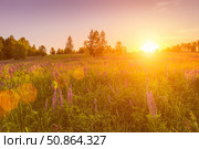 Sunset or dawn on a field with purple lupins, wild carnations and young birches in clear summer weather and a clear cloudless sky. Стоковое фото, фотограф Емельянов Евгений Викторович / Фотобанк Лори
