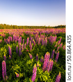 Sunrise or sunset on a field with purple lupins on a clear summer day with a clear cloudless sky and birch trees in the background. Стоковое фото, фотограф Емельянов Евгений Викторович / Фотобанк Лори