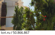 Beautiful tropical beach front hotel resort with swimming pool and palm trees during a warm sunny day.Mufti-coloured vibrant art deck hotels along the Ocean Drive on a sunny day, Egypt. Стоковое видео, видеограф Zita Khasanova / Фотобанк Лори