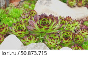 Houseleeks. Echeveria succulents in the stones. Sedum Cactus growing outdoors in a garden rockery backyard. Blooming Ornamental Sempervivum, Hen and Chicks plant with green, red purple petal tips. Стоковое видео, видеограф Марина Демидюк / Фотобанк Лори